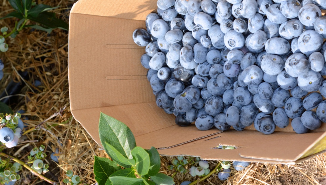 Carton of blueberries looking all delicious