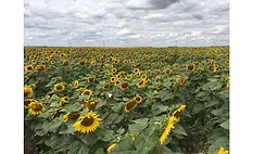 Sunflower field, Bismarck, ND