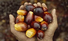 Consumers concerned about responsible palm oil sourcing: Cargill