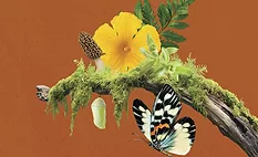 Sensient introduces portfolio of natural flavor compounds