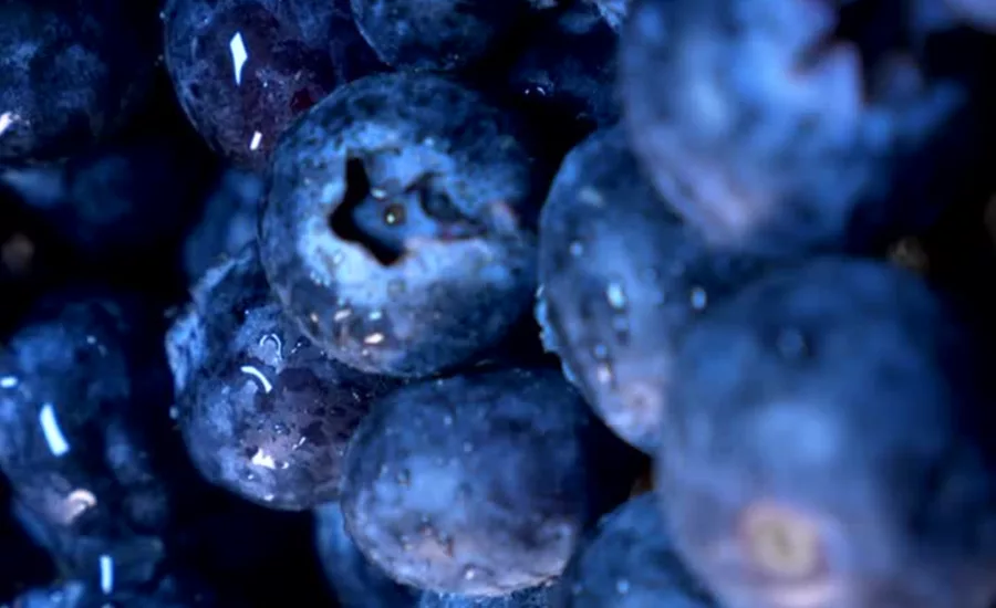 Big ol bunch of tasty blueberries