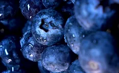 Big ol bunch of tasty blueberries