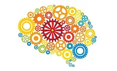 Brain stock
