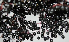 Elderberry