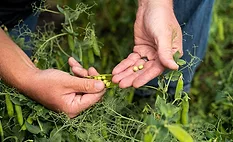 Merit Functional Foods introduces pea protein ingredient