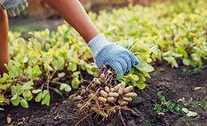 Mars invests $5M in Protect the Peanut Plan Mars invests $5M in Protect the Peanut Plan