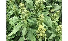 Quinoa field, Saskatchewan