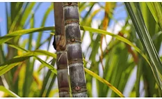 Sugarcane