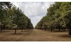 Texas Pecan Board trip 2019